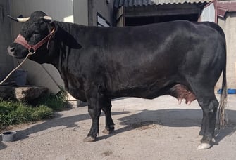 MINI    1L TB 85 à Cédric Soulier  - Haute-Loire