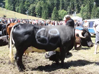 Variante colorée de l'Hérens appelée patcholée ou Evolénarde