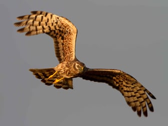 © Markus Glässel -weibl. Wiesenweihe-