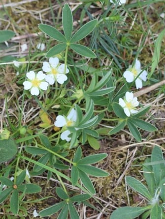 Foto: Weißes Fingerkraut
