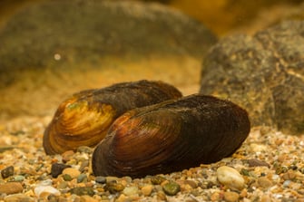 Foto: Bachmuscheln