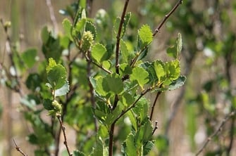 Strauchbirke (Foto: Horst Guckelsberger) 