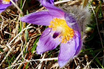Gewöhnliche Küchenschelle (Foto: Rudi Netzsch)