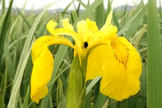 Foto: Sumpfschwertlilie (c) Christian Niederbichler