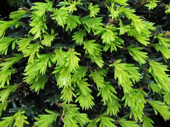 Foto: Europäische Eibe