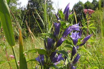 Schwalbenwurzenzian (Foto: Horst Guckelsberger)