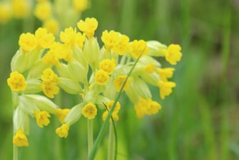 Echte Schlüsselblume (Foto: Peter Bria - LBV Bildarchiv)