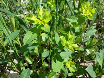 Foto: Kanten-Wolfsmilch