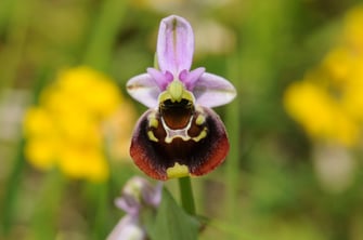 Foto: Hummel-Ragwurz