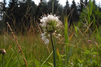 Wohlriechender Lauch (Foto: Horst Guckelsberger)