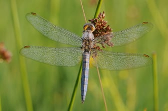 Foto: Kleiner Blaupfeil