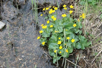 Foto: Sumpfdotterblume (c) Horst Guckelsberger