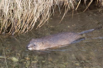 Bisamratte (Foto: Ralph Sturm - LBV-Bildarchiv) 