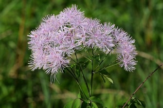 Akeleiblättrige Wiesenraute (Foto: LBV-Archiv Dr. Eberhard Pfeuffer)