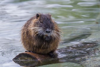 Nutria (Foto: Andreas Hartl - LBV-Bildarchiv) 