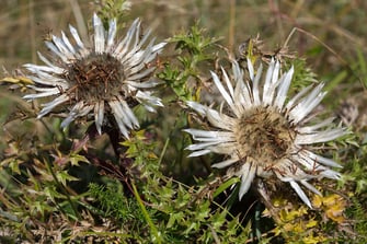 Silberdistel (Foto: Frank Derer - LBV Bildarchiv)