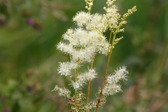 Foto: Echtes Mädesüß