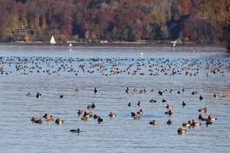 Kolbenenten vor der Roseninsel @ Andrea Gehrold