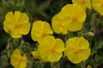 Gelbes Sonnenröschen (Foto: Dr. Eberhard Pfeuffer - LBV - Bildarchiv)