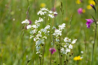 Foto: Kleines Madesüß