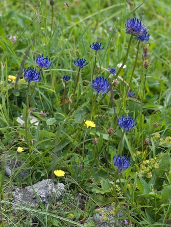 Foto: Kugelige Teufelskralle