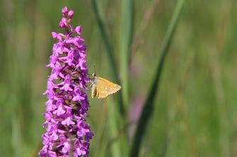 Mücken-Händelwurz (Foto: Pit Brützel) 
