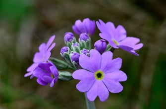 Mehlprimel (Foto: Tobias Zehetmair)