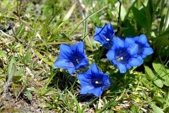 Stängelloser Enzian (Foto: Dr. Eberhard Pfeuffer - LBV-Bildarchiv)