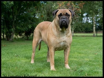 The Peatcutter's Brave Choice ♀