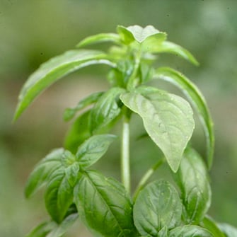 バジル