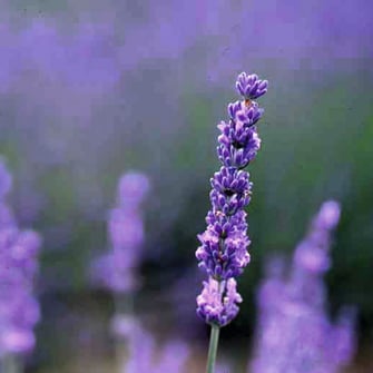 ラベンダー