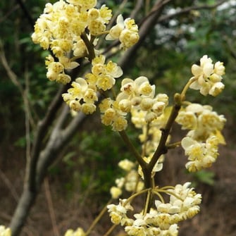 リツェアクベバ