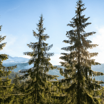Les sapins qui sont sources de Miellat pour les pucerons et les abeilles de Nouvelle-Zélande