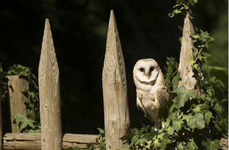 Schleiereule (Foto: Rosl Rößner, LBV-Bildarchiv)