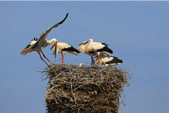 Weißstorch im Nest (Foto: Hans Schoenecker, LBV-Bildarchiv)