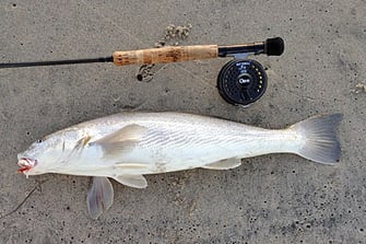 Corbina: Ghost of the Pacific Surf Zone Fly Fishing San Diego