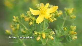 Johanniskraut - Hypericum perforatum