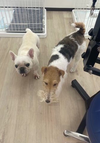 ワイヤーと仲の良いフレンチ