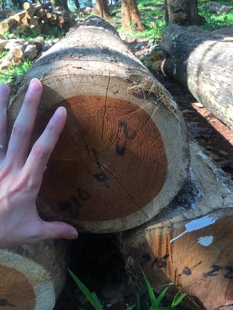 アンドウッド 無垢フローリング 新潟 調達記