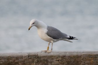 Foto: Beringte Steppenmöwe PEKS aus Polen (c) Christian Haass
