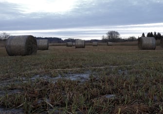 Foto: Streumahd und Ballen im gefrorenen Ampermoos (c) Stephanie Millonig