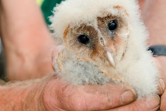Junge Schleiereule (c) Reiner Hermes