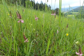 ...und Futter-Esparsette aus der "Spinnen-Perspektive". (c) Freimut Brückner
