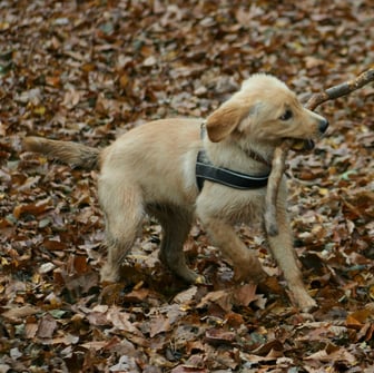 junge Hunde, spielende Hunde, Erziehung konsequent liebevoll