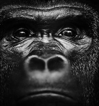 Gorille noir et blanc laurent baheux