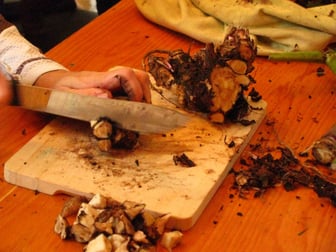 Préparation des racines de pissenlit pour le séchage, crédit photo : Anne Vastel 