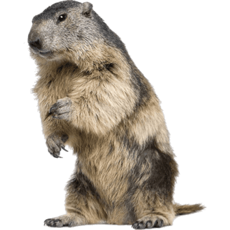 marmotte des alpes image animaux transparent sur fond blanc pour site web illustration ecole montessori