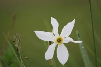 Photo décorative fleur blanche