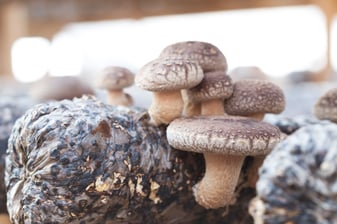 Foto mit Shiitake Pilzen (lat. lentinula edodes )