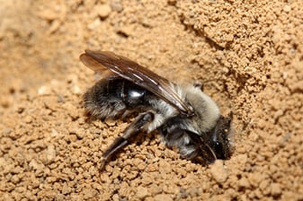 Weidensandbiene: Mathias Lohr (LBV Bildarchiv)